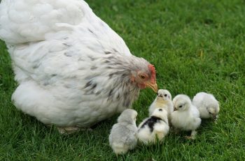 Image by Marcel Langthim from Pixabay